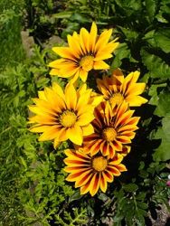 Gazania foglie lanceolate