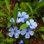 Gelsomino Azzurro foglie ovali