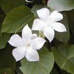 Gelsomino del Cile fiore forma a trombetta