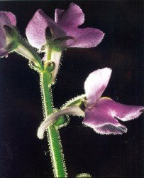 Genlisea fiore violaceo