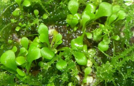 Genlisea Lentibulariaceae