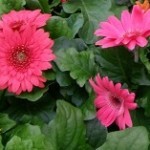 Gerbera foglie lombate