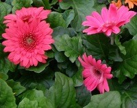 Gerbera foglie lombate
