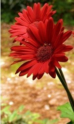 Gerbera fusto peloso