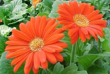 Gerbera Jamesonii 