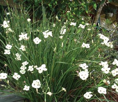 dietes bicolor