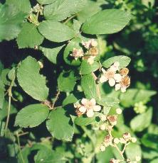 Ginepro foglie forma acuiforme