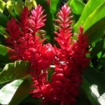 Ginger rosso fiori brattee