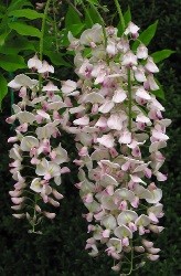 Glicine fiori profumati