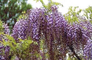 Glicine Wisteria floribunda