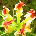 Gloriosa fiori arricciati