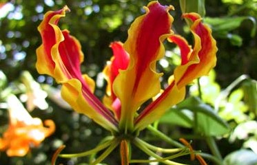Gloriosa Gloriosa Superba