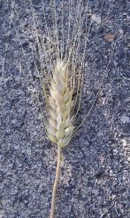Grano duro spiga compressa