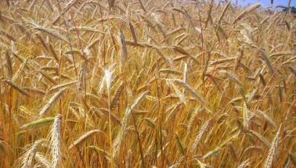 Triticum durum