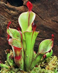 Heliamphora ascidi