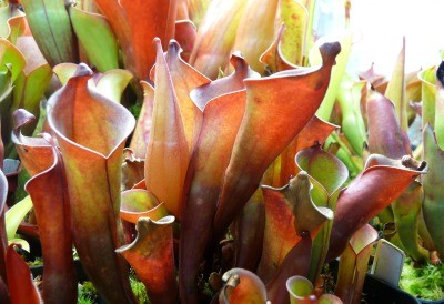 Sarraceniaceae