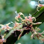 Hoffmannia fiori piccoli