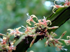 Hoffmannia fiori piccoli