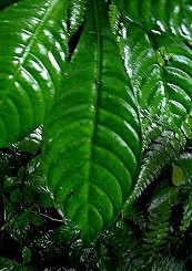 Hoffmannia foglie rugose