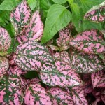 Hypoestes foglie lanceolate