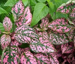 Hypoestes foglie lanceolate