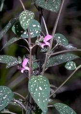 Acanthaceae