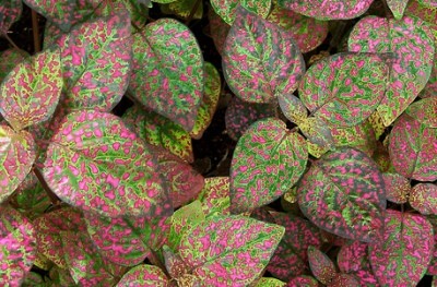 Hypoestes Phyllostachya