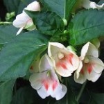 Impatiens fiori striati