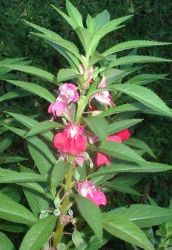 Impatiens fusti carnosi