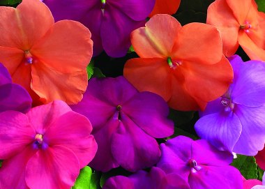 Impatiens Balsamina