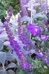 Issopo fiore spiga apicale