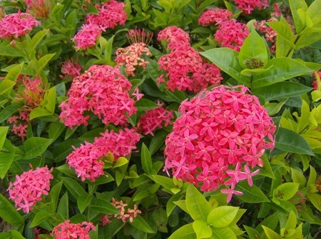 Ixora Rubinaceae