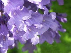 Jacaranda fiore forma tubolare