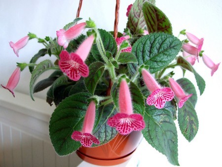Kohleria Gesneriaceae