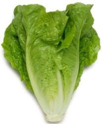 foglie allungate