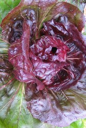 Lattuga rossa foglie arrotondate
