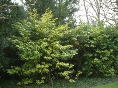 Lauroceraso-Rosaceae