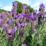 Lavanda foglie lanceolate
