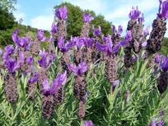 Lavanda foglie lanceolate