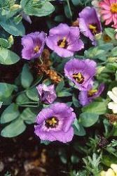 Lisianthus fiore campanulati