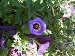 Lisianthus foglie cerose