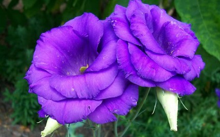 Lisianthus russellianus