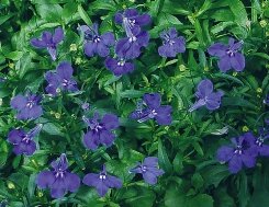 Lobelia fiori tubolari
