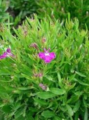 Lobelia fusti flessibili