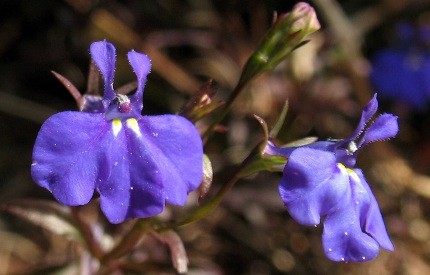 Lobelia Erinus