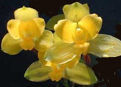 Lycaste fiori profumati