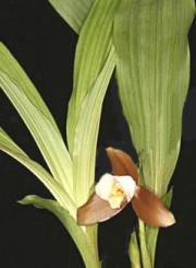 Lycaste foglie lanceolate