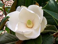 Magnolia fiore profumato