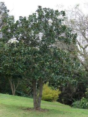 Magnolia Magnolia Grandiflora