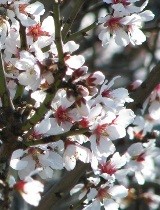 Mandorlo fiori ermafroditi